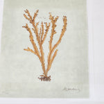 Albertus Seba's Coral Collection 17" x 22" wall art